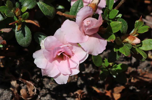 Japanische Azalee 'Scotian Rosebud' - Rhododendron obtusum 'Scotian Rosebud'