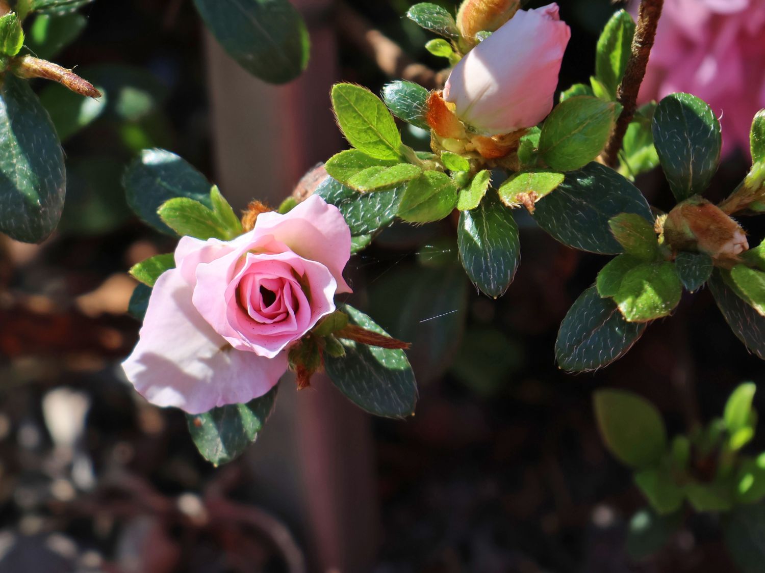 Japanische Azalee 'Scotian Rosebud' - Rhododendron obtusum 'Scotian Rosebud'