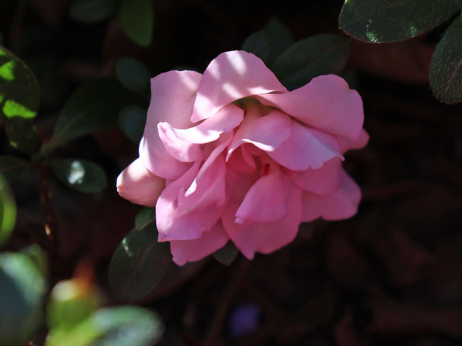 Japanische Azalee 'Scotian Rosebud' - Rhododendron obtusum 'Scotian Rosebud'