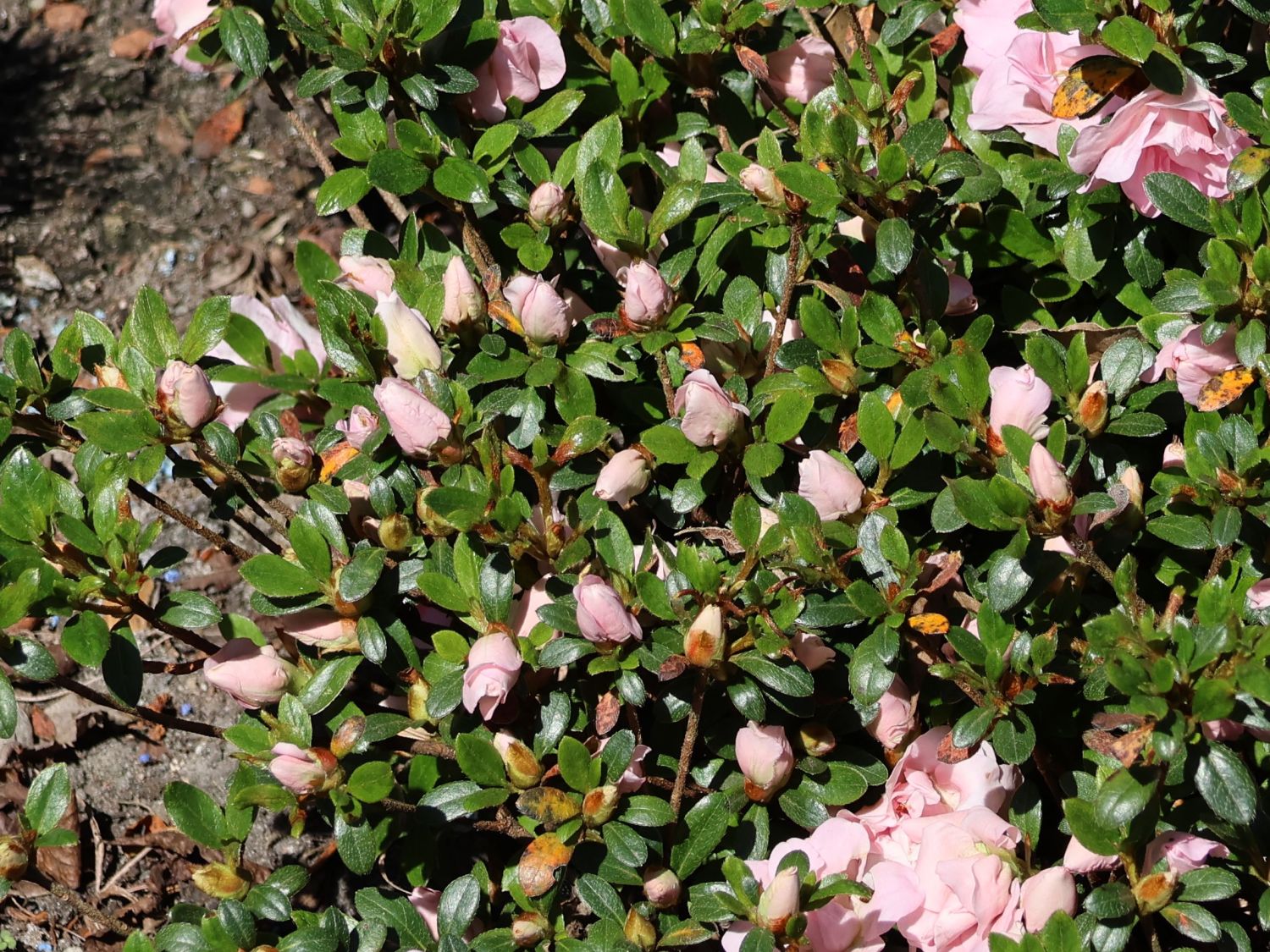 Japanische Azalee 'Scotian Rosebud' - Rhododendron obtusum 'Scotian Rosebud'
