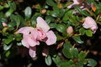 Japanische Azalee 'Scotian Rosebud' - Rhododendron obtusum 'Scotian Rosebud'