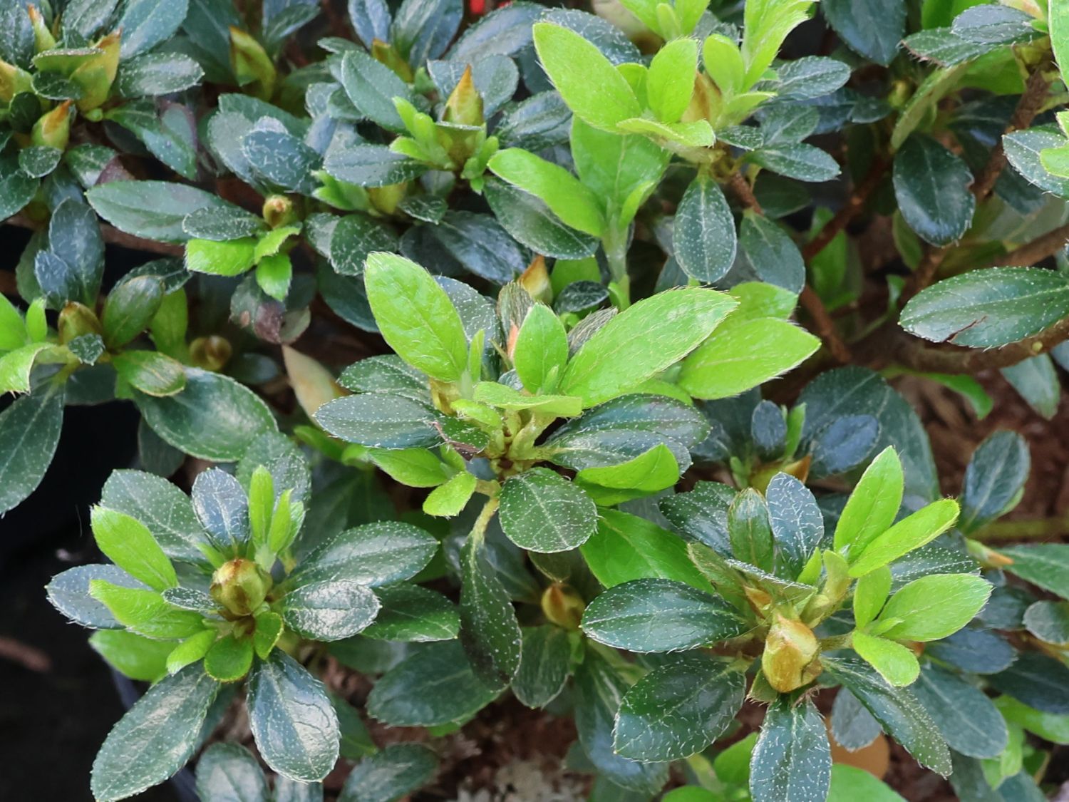 Japanische Azalee 'Scotian Rosebud' - Rhododendron obtusum 'Scotian Rosebud'