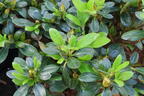 Japanische Azalee 'Scotian Rosebud' - Rhododendron obtusum 'Scotian Rosebud'