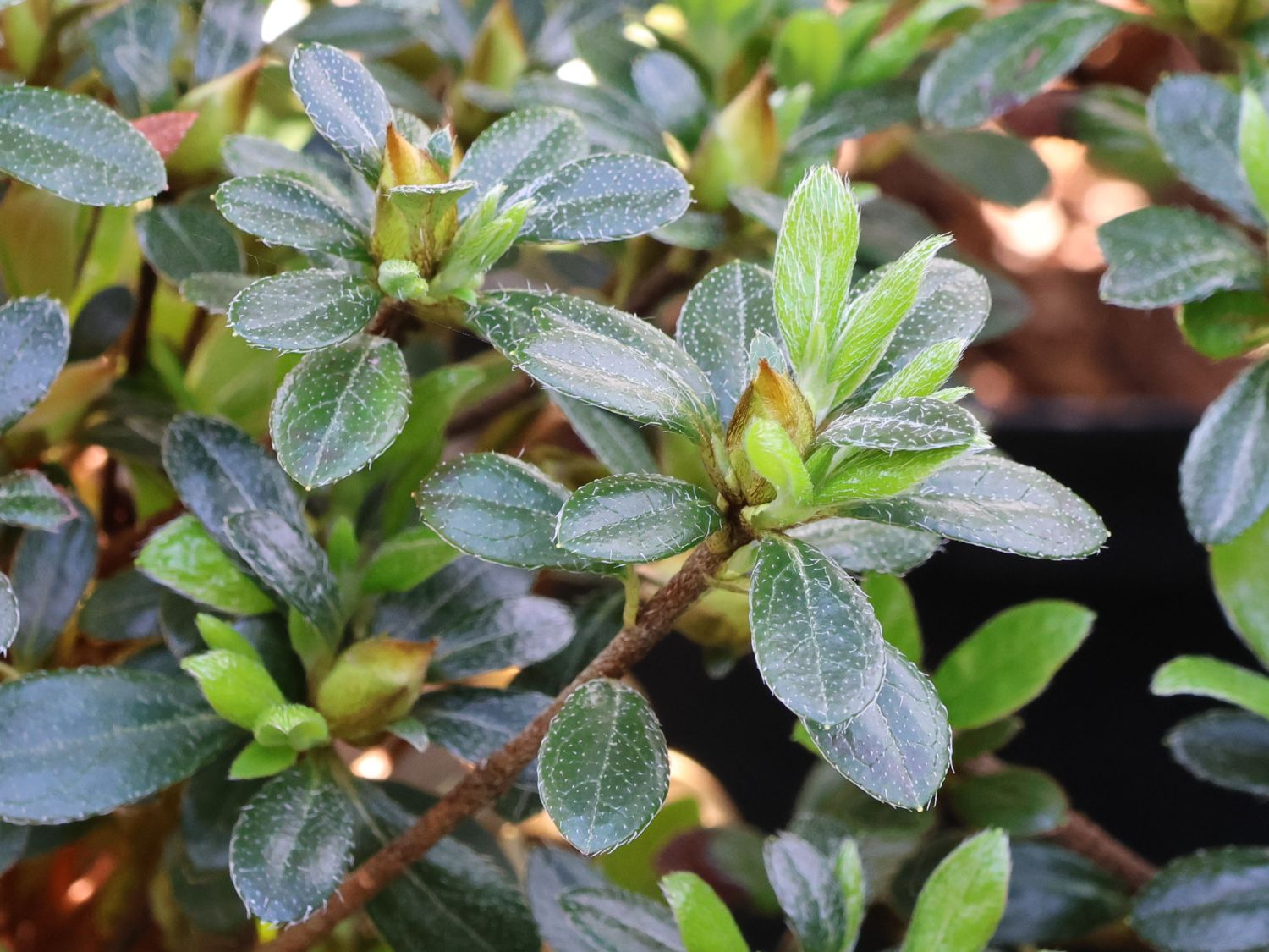 Japanische Azalee 'Scotian Rosebud' - Rhododendron obtusum 'Scotian Rosebud'