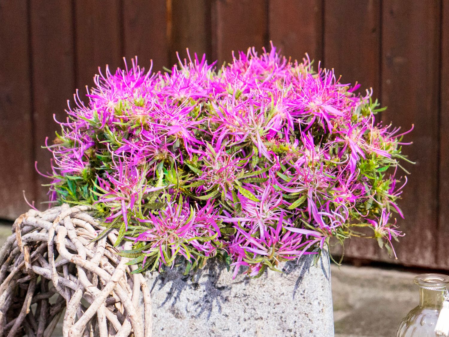 Japanische Azalee StarStyle ® (Lila)