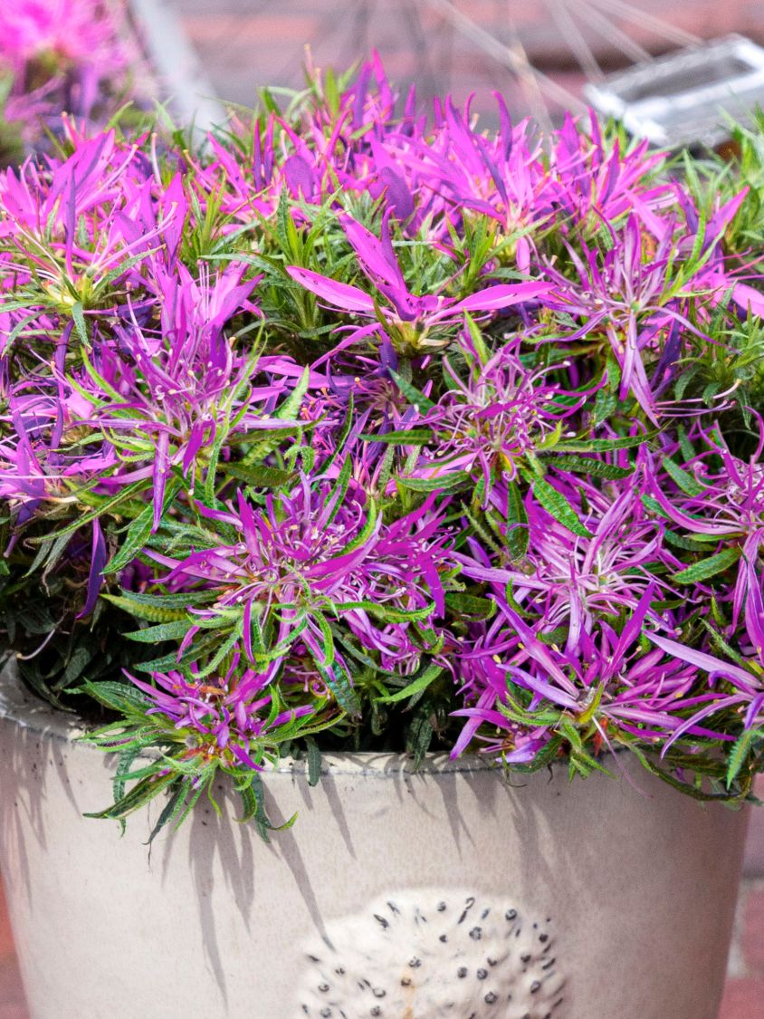 Japanische Azalee StarStyle ® (Lila) - Rhododendron obtusum StarStyle ® (Lila)