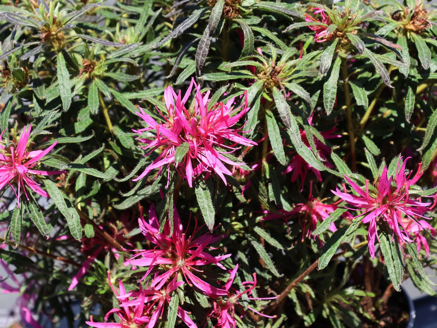 Japanische Azalee StarStyle ® (Lila) - Rhododendron obtusum StarStyle ® (Lila)