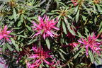 Japanische Azalee StarStyle ® (Lila) - Rhododendron obtusum StarStyle ® (Lila)