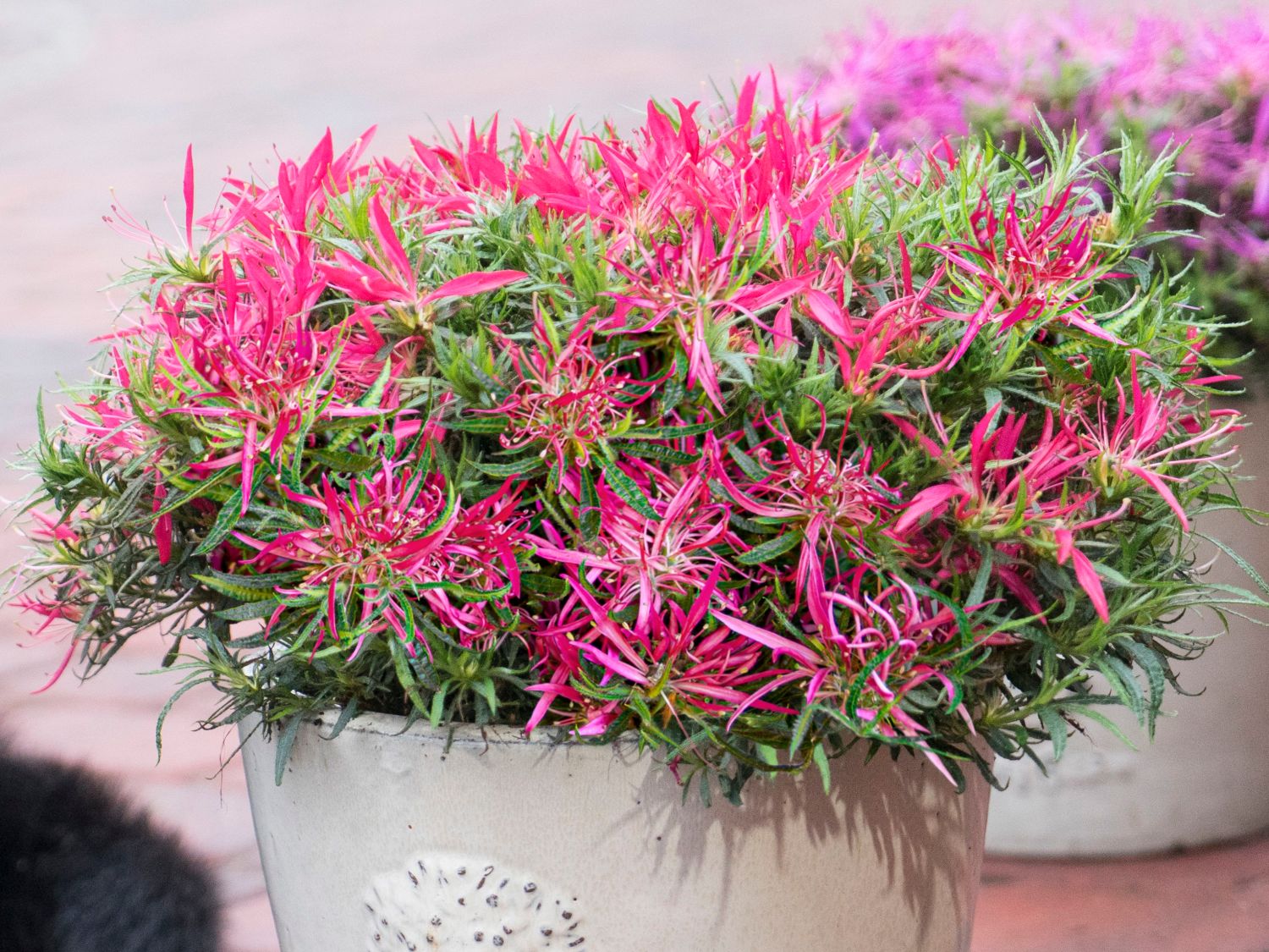 Japanische Azalee StarStyle ® (Pink) - Rhododendron obtusum StarStyle ® (Pink)