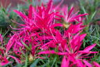 Japanische Azalee StarStyle ® (Pink) - Rhododendron obtusum StarStyle ® (Pink)