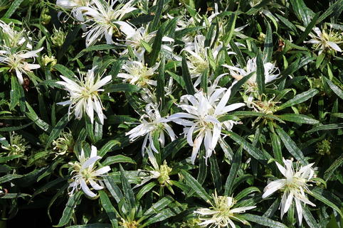 Japanische Azalee StarStyle ® (White) - Rhododendron obtusum StarStyle ® (White)
