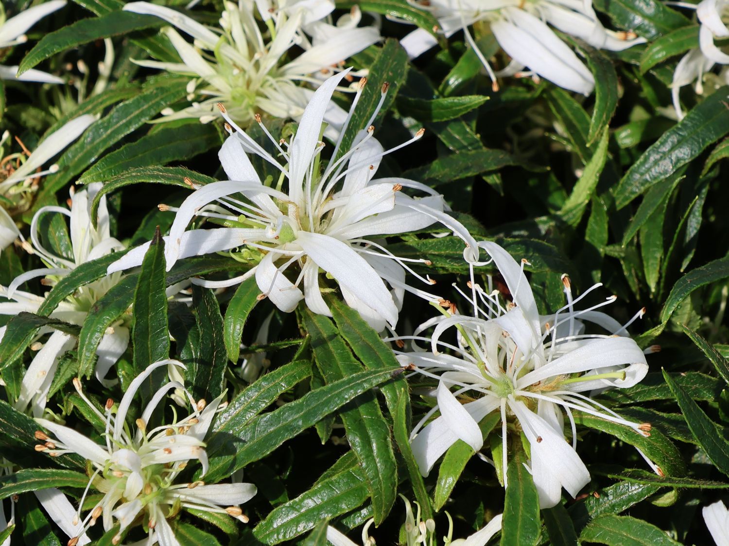 Japanische Azalee StarStyle ® (White) - Rhododendron obtusum StarStyle ® (White)
