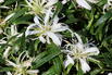 Japanische Azalee StarStyle ® (White) - Rhododendron obtusum StarStyle ® (White)