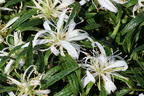 Japanische Azalee StarStyle ® (White) - Rhododendron obtusum StarStyle ® (White)