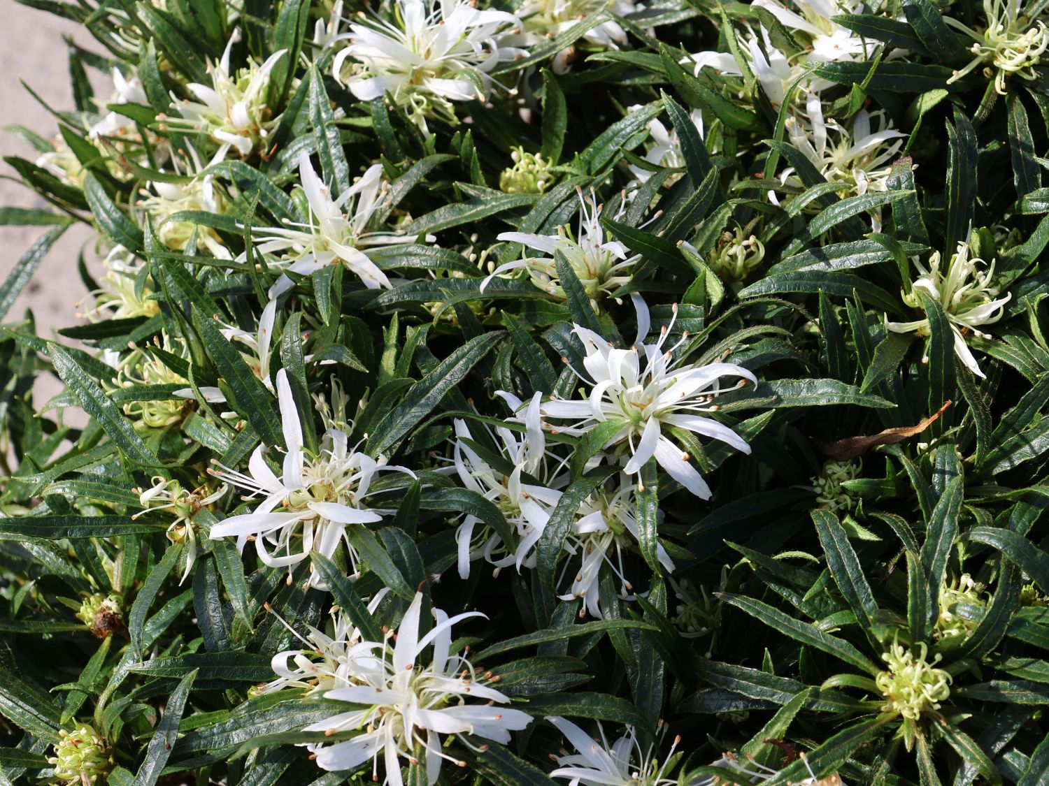Japanische Azalee StarStyle ® (White) - Rhododendron obtusum StarStyle ® (White)