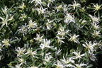 Japanische Azalee StarStyle ® (White) - Rhododendron obtusum StarStyle ® (White)