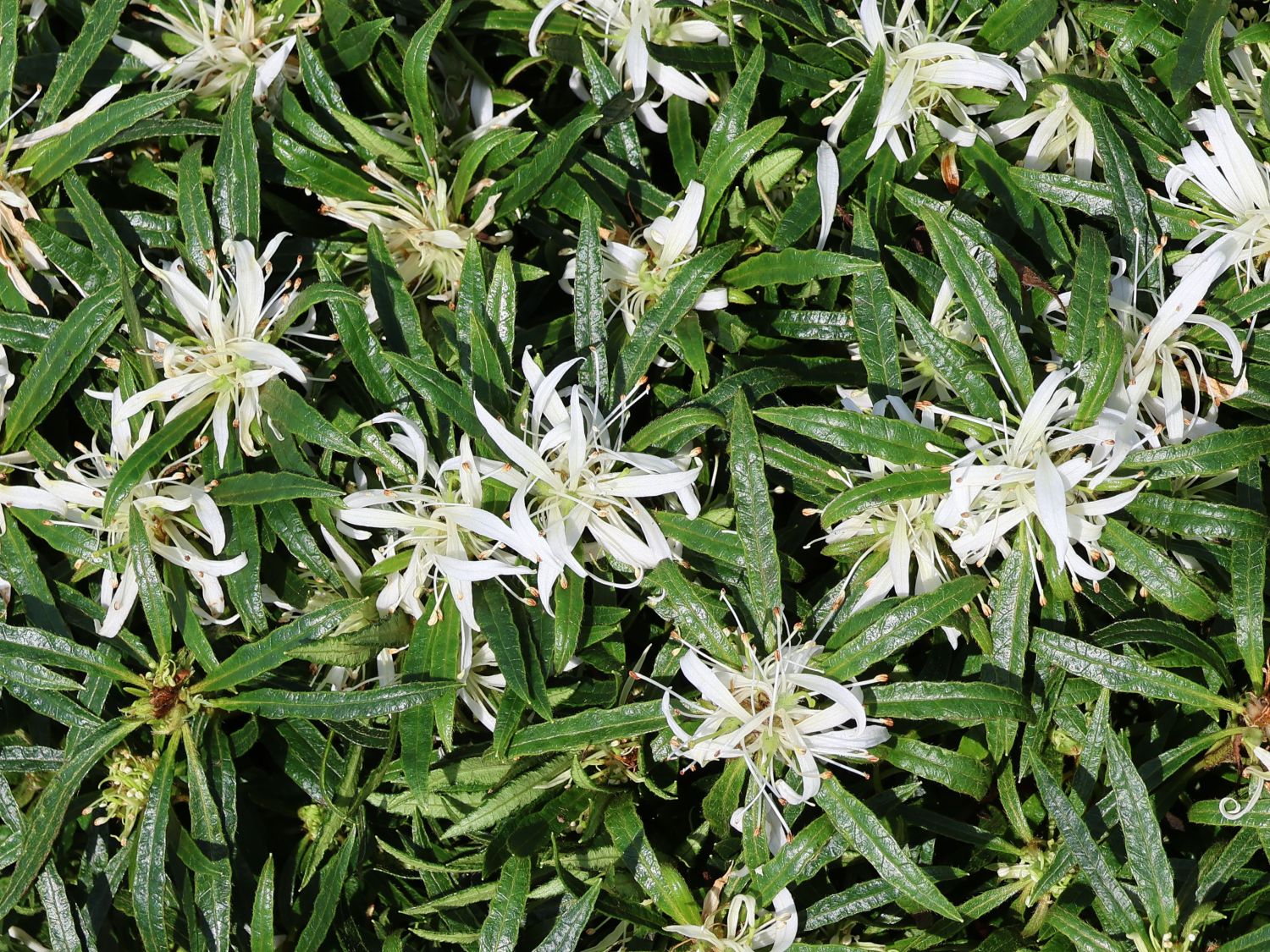 Japanische Azalee StarStyle ® (White) - Rhododendron obtusum StarStyle ® (White)