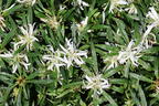 Japanische Azalee StarStyle ® (White) - Rhododendron obtusum StarStyle ® (White)