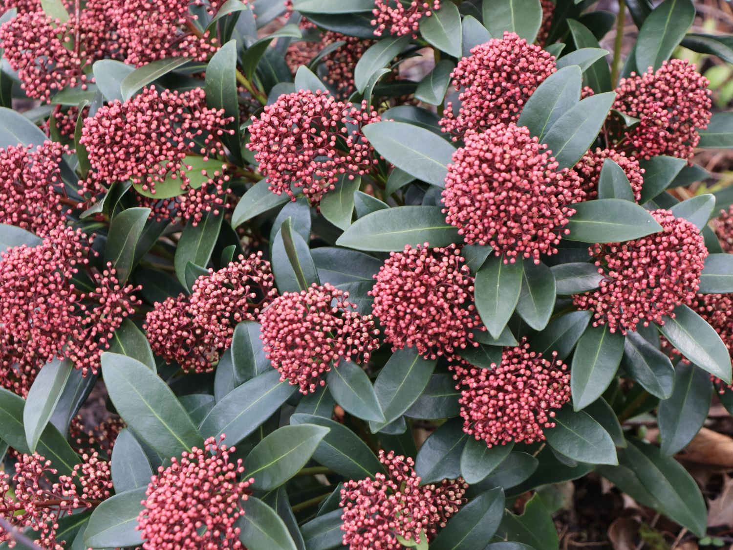 Rautengewächse (Rutaceae)