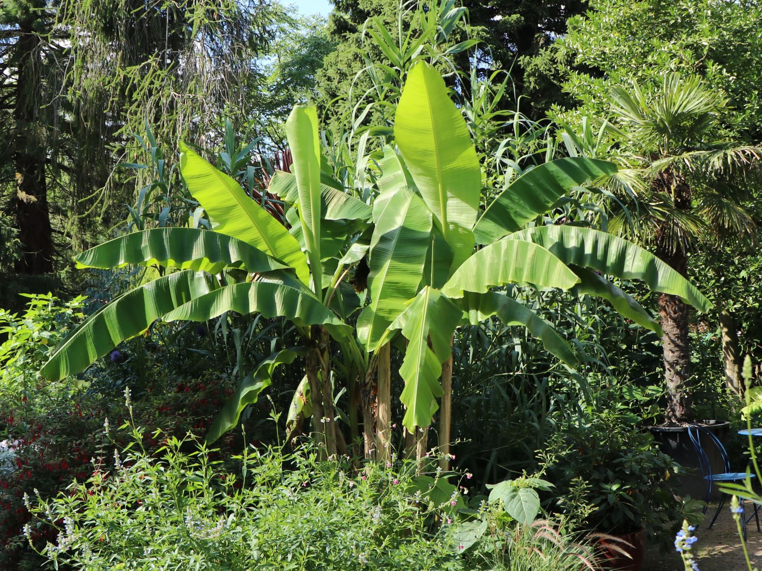 Bananengewächse (Musaceae)