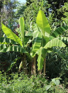 Bananen (Musa)