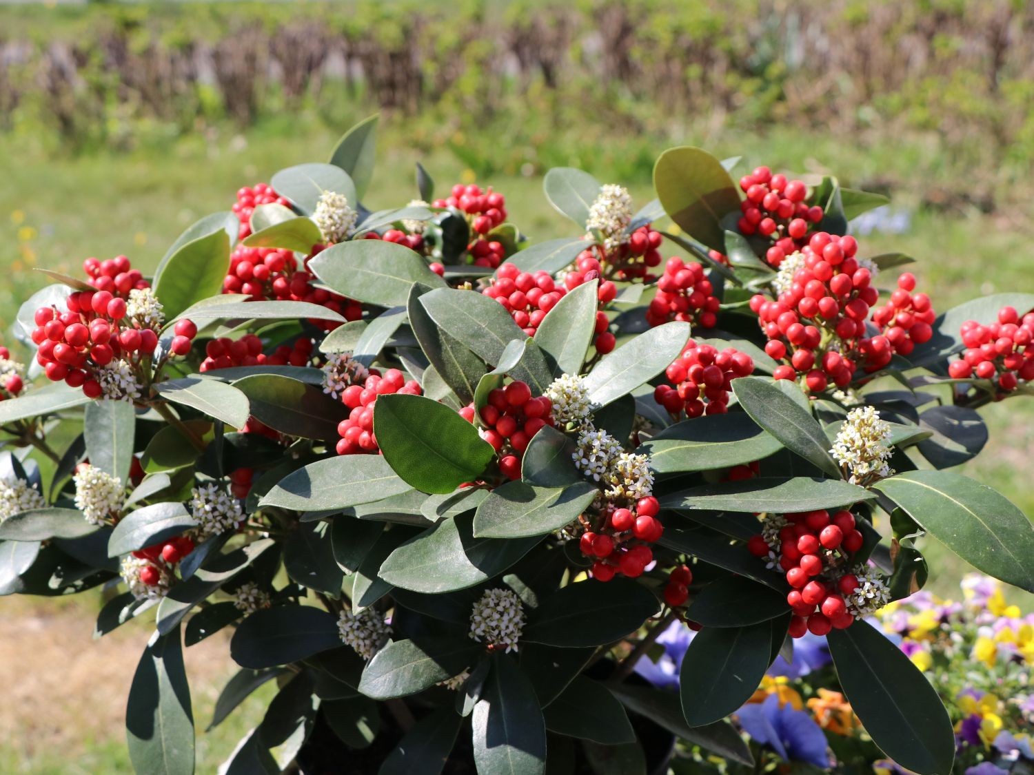 Japanische Fruchtskimmie 'Passion' - Skimmia japonica 'Passion'