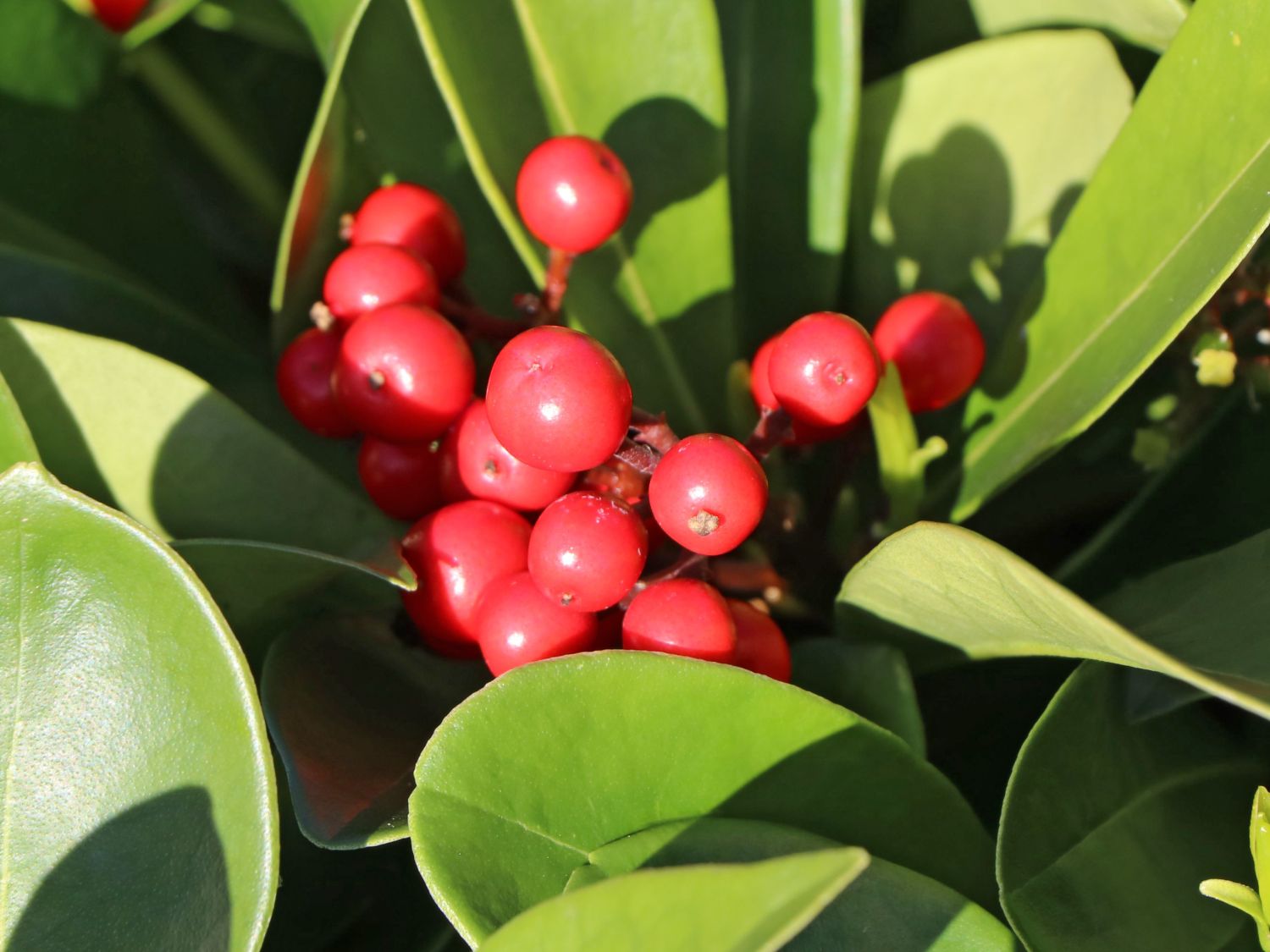Japanische Fruchtskimmie 'Passion' - Skimmia japonica 'Passion'