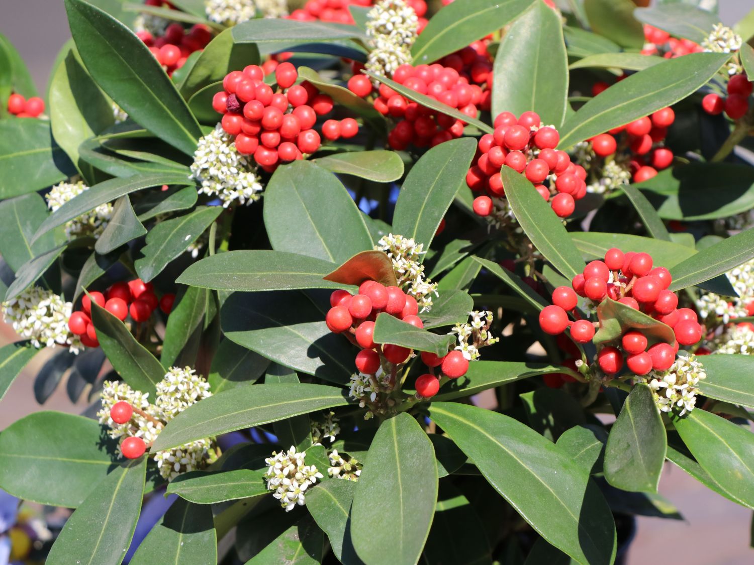 Japanische Fruchtskimmie 'Passion' - Skimmia japonica 'Passion'