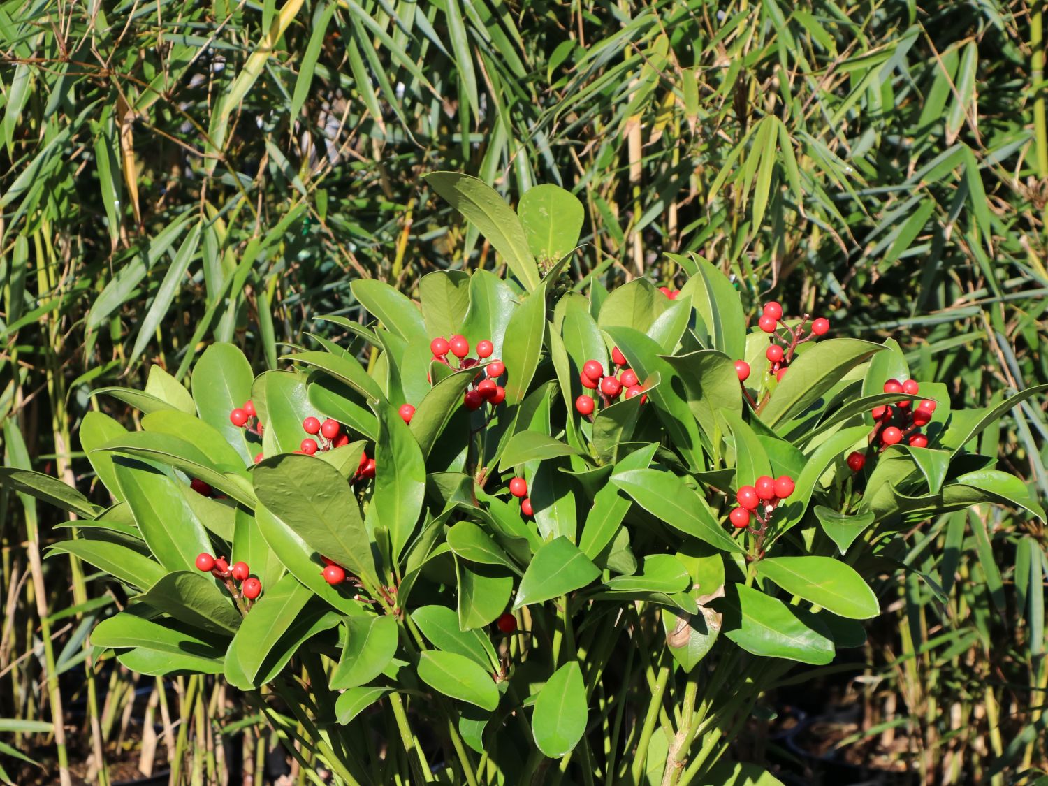 Japanische Fruchtskimmie 'Passion' - Skimmia japonica 'Passion'