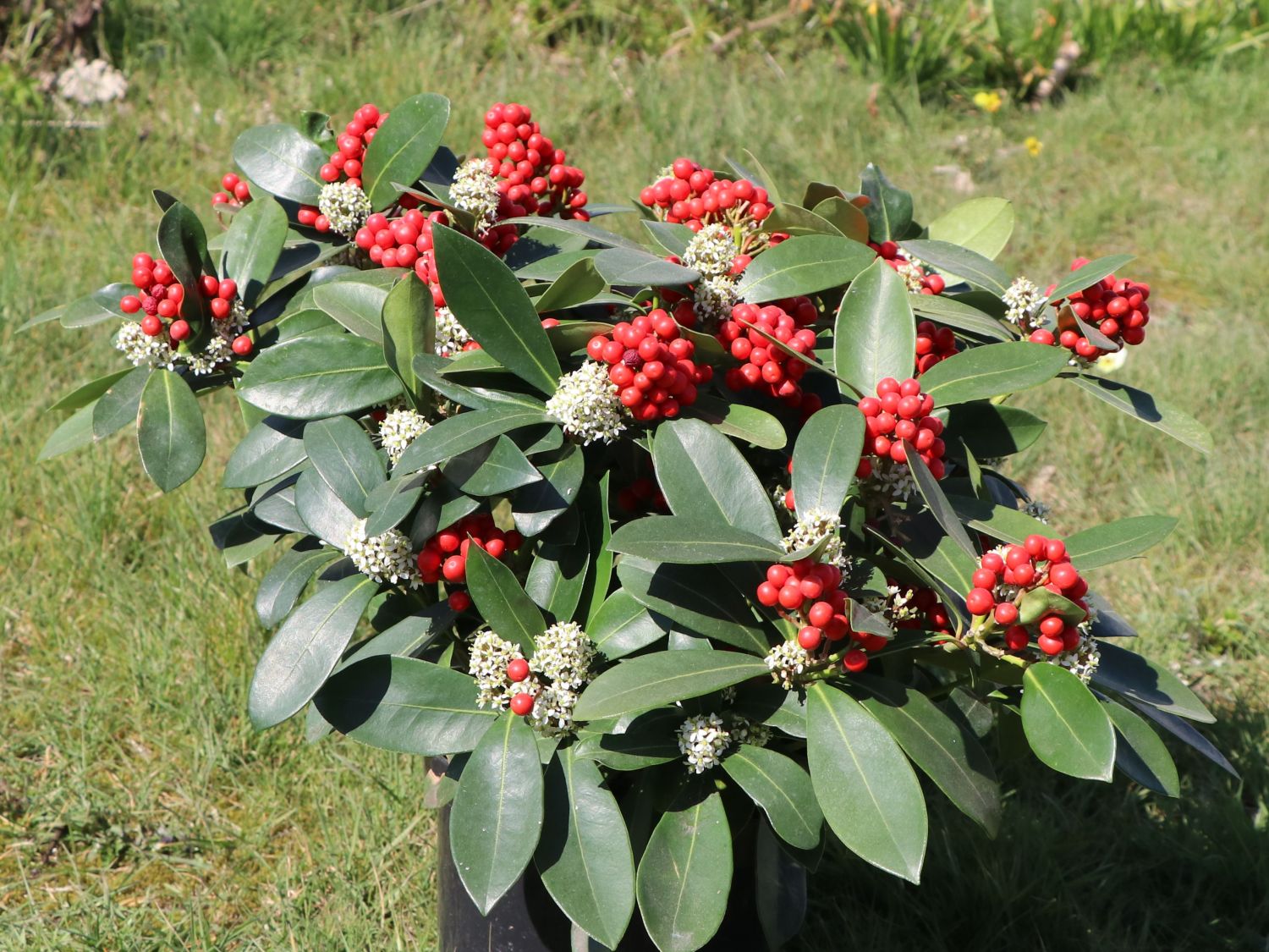 Japanische Fruchtskimmie 'Passion' - Skimmia japonica 'Passion'