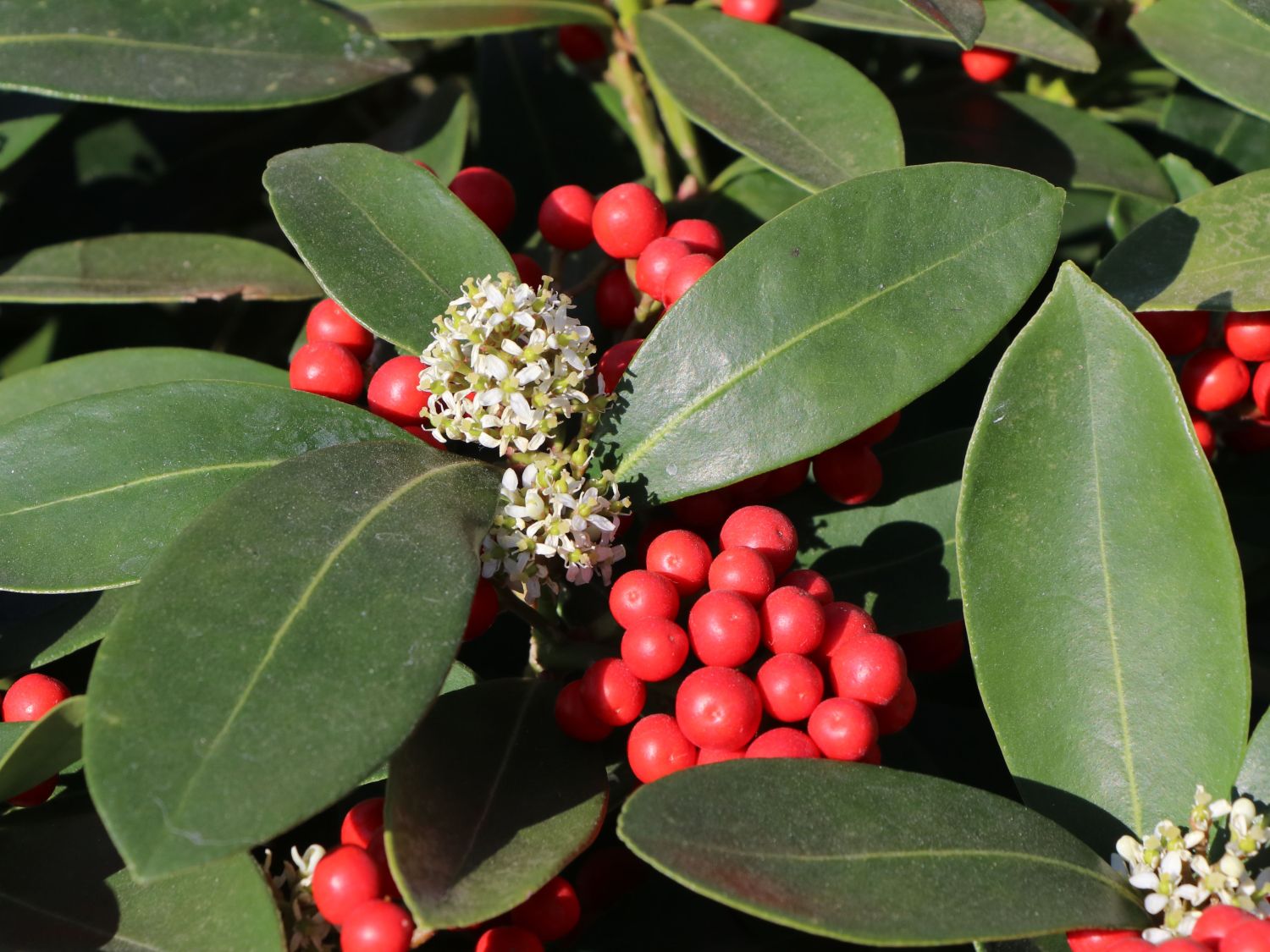 Japanische Fruchtskimmie 'Passion' - Skimmia japonica 'Passion'