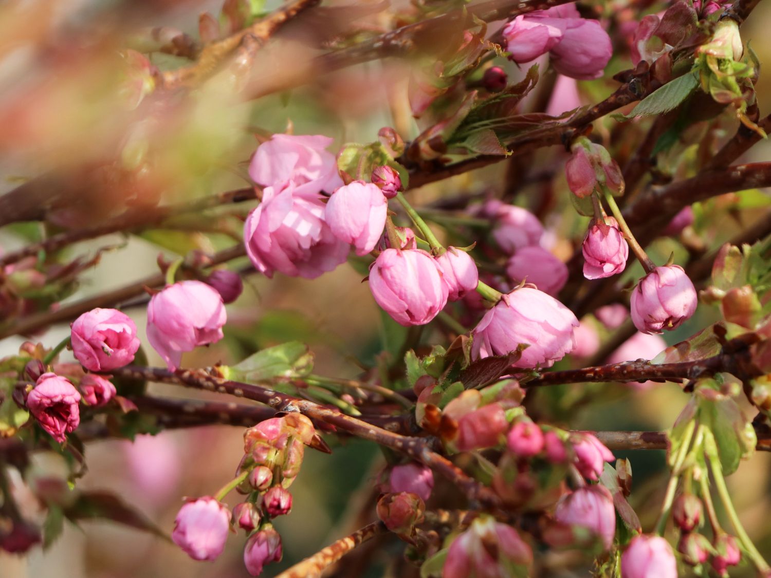 Japanische Hänge-Nelkenkirsche 'Kiku-shidare-Zakura' - Prunus serrulata 'Kiku-shidare-Zakura'