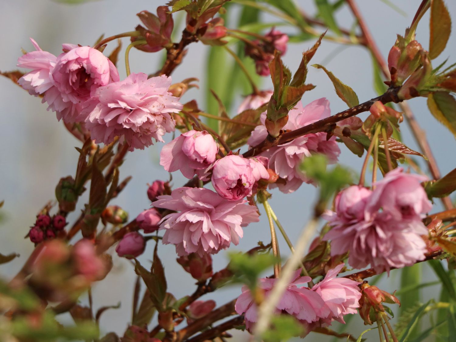 Japanische Hänge-Nelkenkirsche 'Kiku-shidare-Zakura' - Prunus serrulata 'Kiku-shidare-Zakura'
