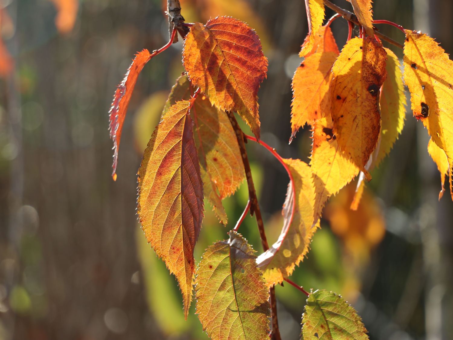 Japanische Hänge-Nelkenkirsche 'Kiku-shidare-Zakura' - Prunus serrulata 'Kiku-shidare-Zakura'