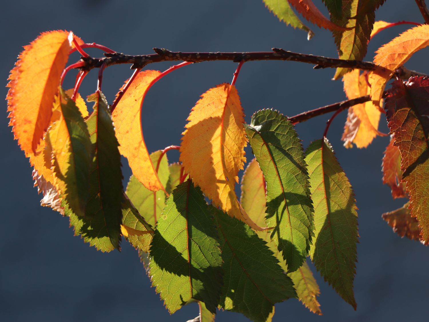 Japanische Hänge-Nelkenkirsche 'Kiku-shidare-Zakura' - Prunus serrulata 'Kiku-shidare-Zakura'