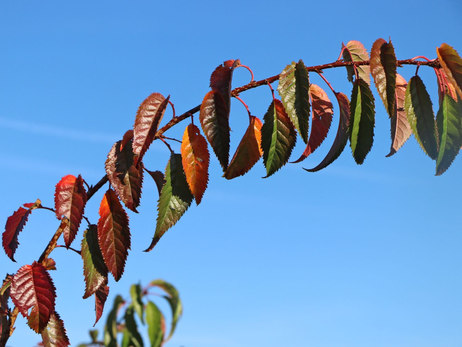 Japanische Hänge-Nelkenkirsche 'Kiku-shidare-Zakura' - Prunus serrulata 'Kiku-shidare-Zakura'