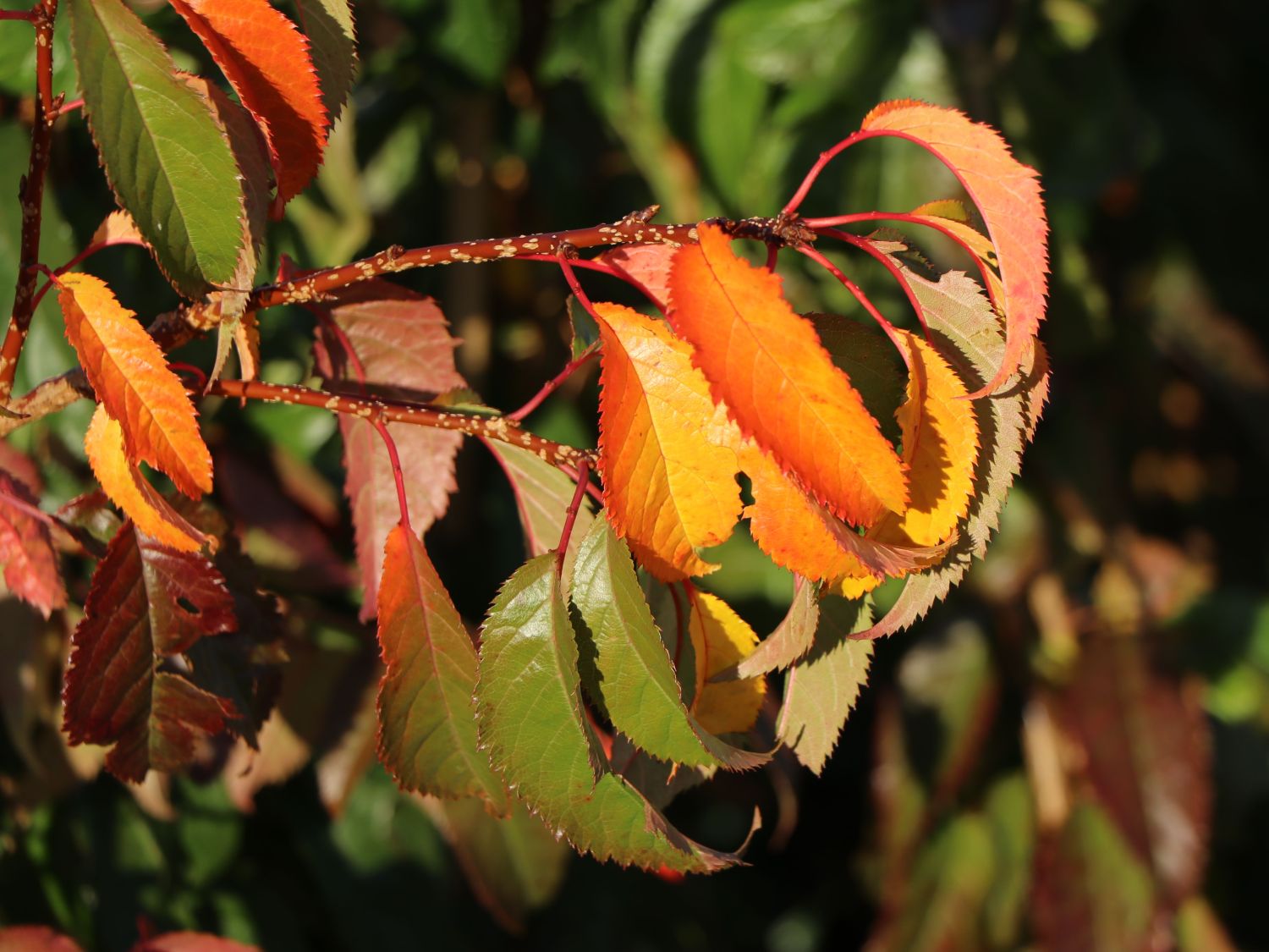 Japanische Hänge-Nelkenkirsche 'Kiku-shidare-Zakura' - Prunus serrulata 'Kiku-shidare-Zakura'