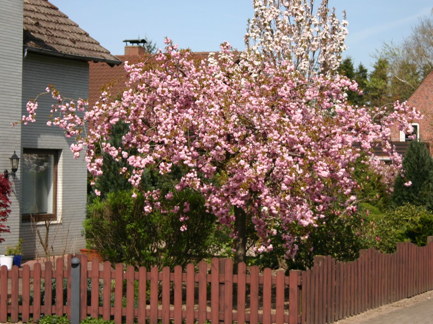 Japanische Hänge-Nelkenkirsche 'Kiku-shidare-Zakura' - Prunus serrulata 'Kiku-shidare-Zakura'