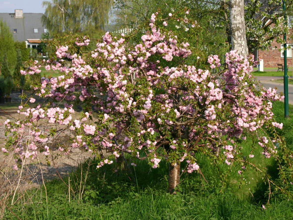 Japanische Hänge-Nelkenkirsche 'Kiku-shidare-Zakura' - Prunus serrulata 'Kiku-shidare-Zakura'