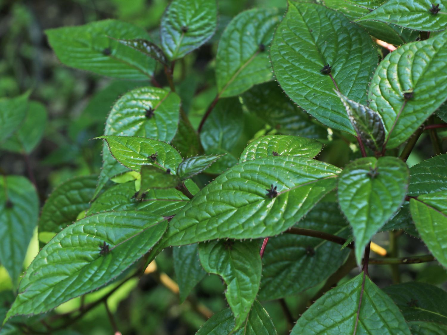 Japanische Helwingie - Helwingia japonica