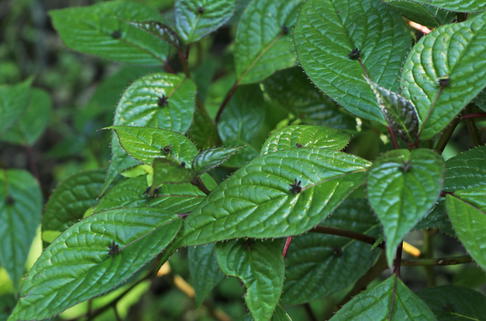 Japanische Helwingie - Helwingia japonica