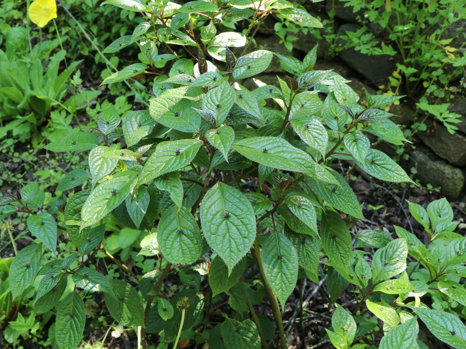 Helwingiengewächse (Helwingiaceae)