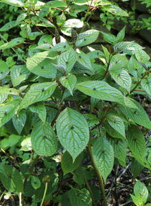 Helwingiengewächse (Helwingiaceae)