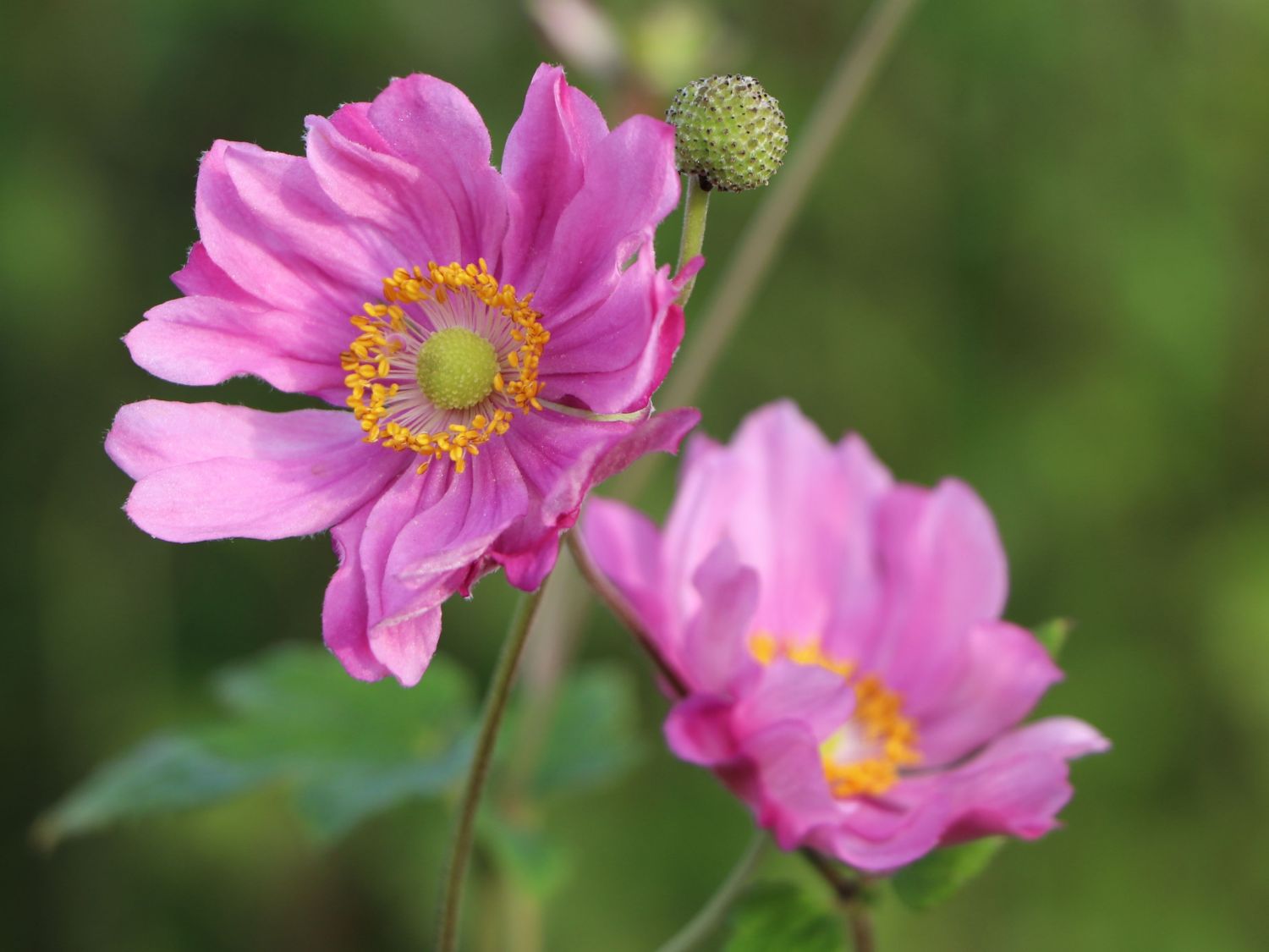 Japanische Herbst-Anemone 'Margarete'