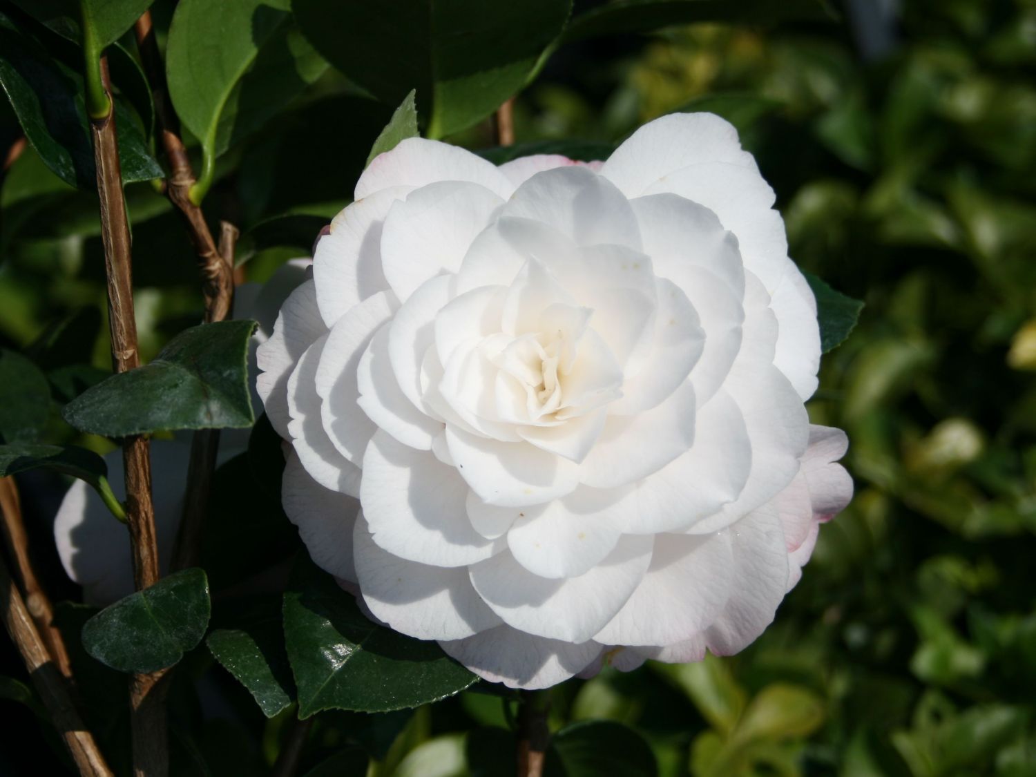 Japanische Kamelie 'Commander Mulroy' - Camellia japonica 'Commander Mulroy'