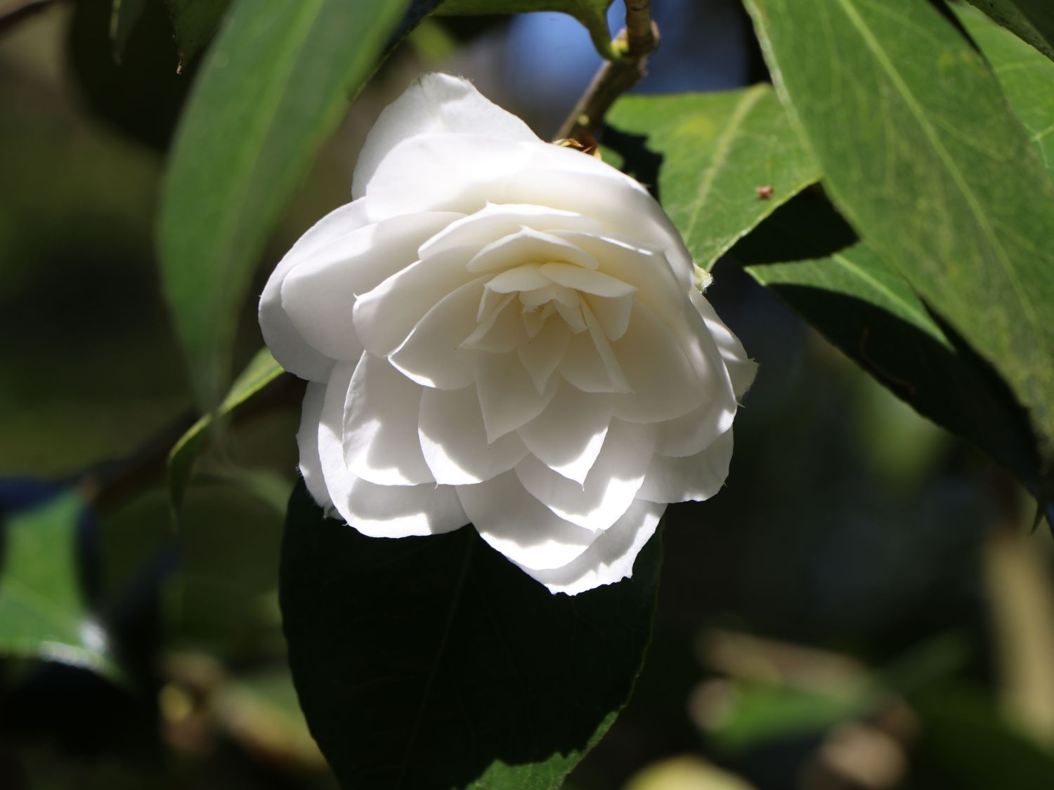 Japanische Kamelie - Camellia japonica  weiß / schwach rosa