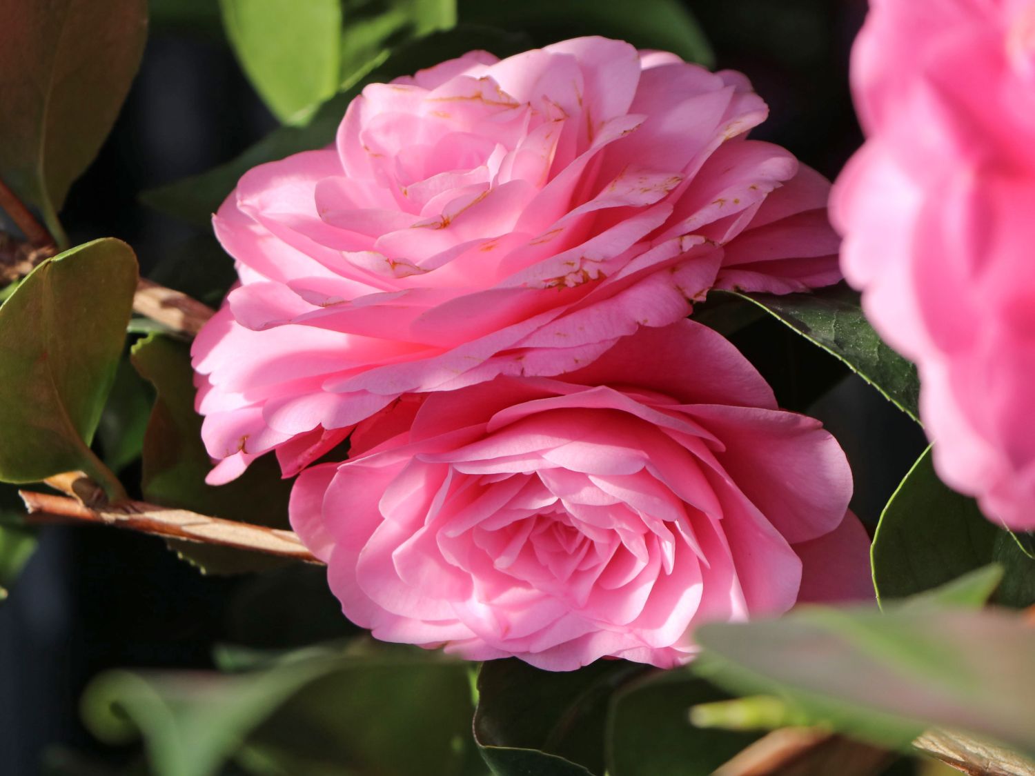 Japanische Kamelie rosa - Camellia japonica rosa