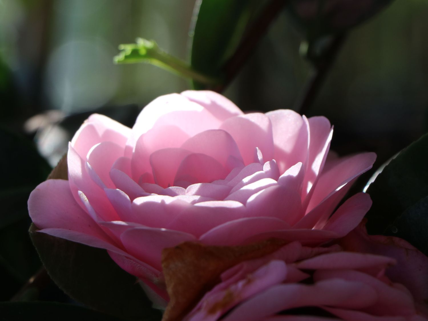 Japanische Kamelie rosa - Camellia japonica rosa