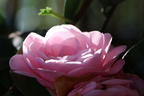 Japanische Kamelie rosa - Camellia japonica rosa