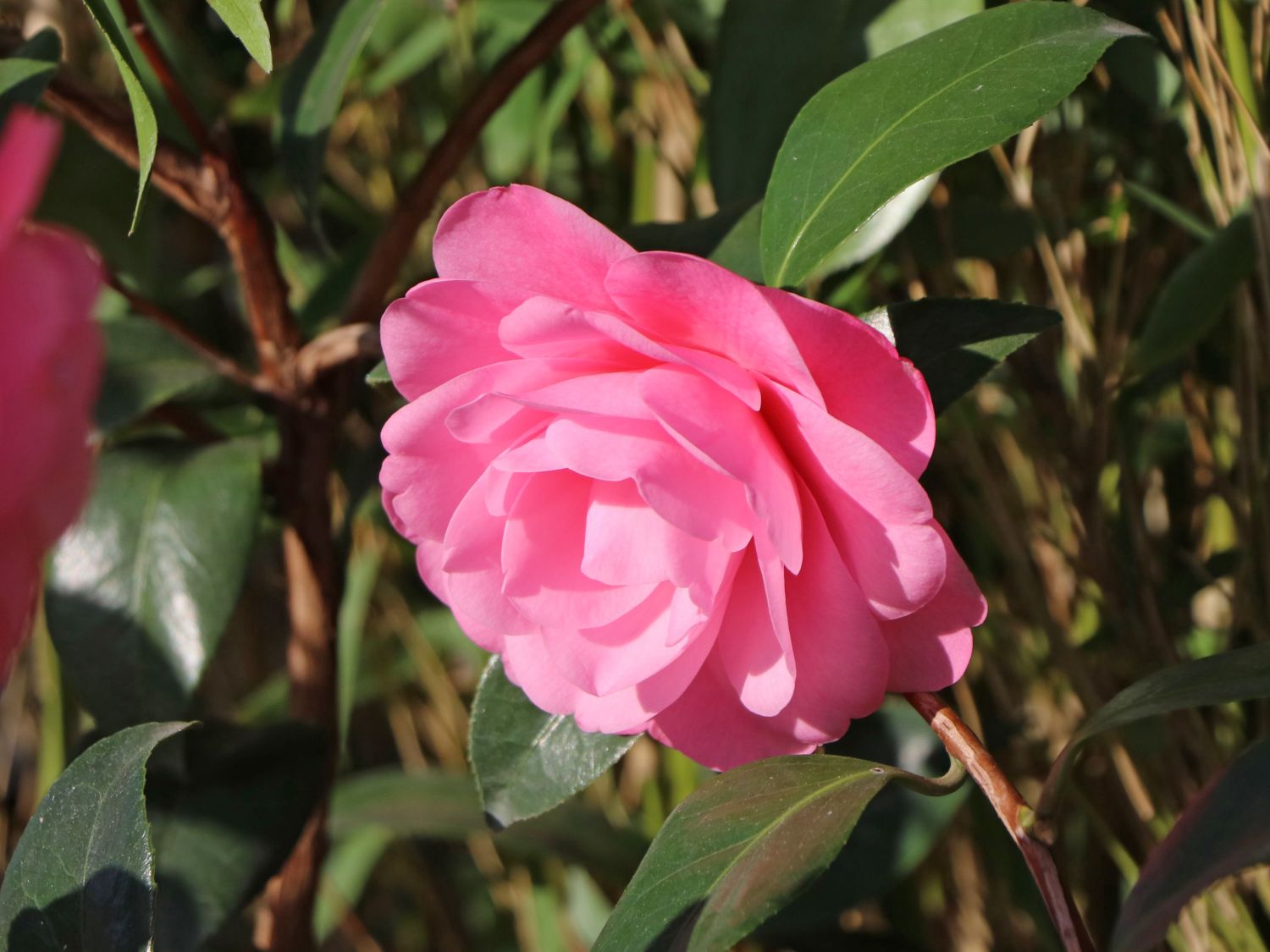 Japanische Kamelie rosa - Camellia japonica rosa